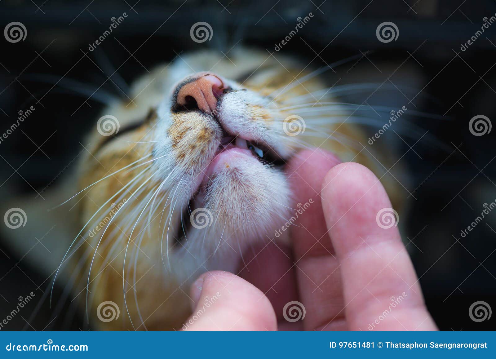 Closeup of Human Hand Touch the Cat Face and the Cat Close Eye. Stock