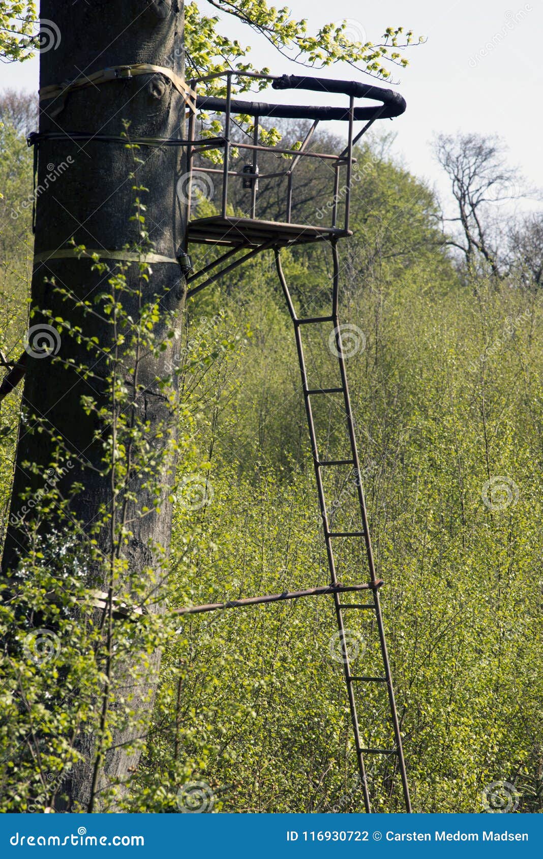 Closeup Hunting Chair Up a Tree in a Danish Forest Stock Photo Image