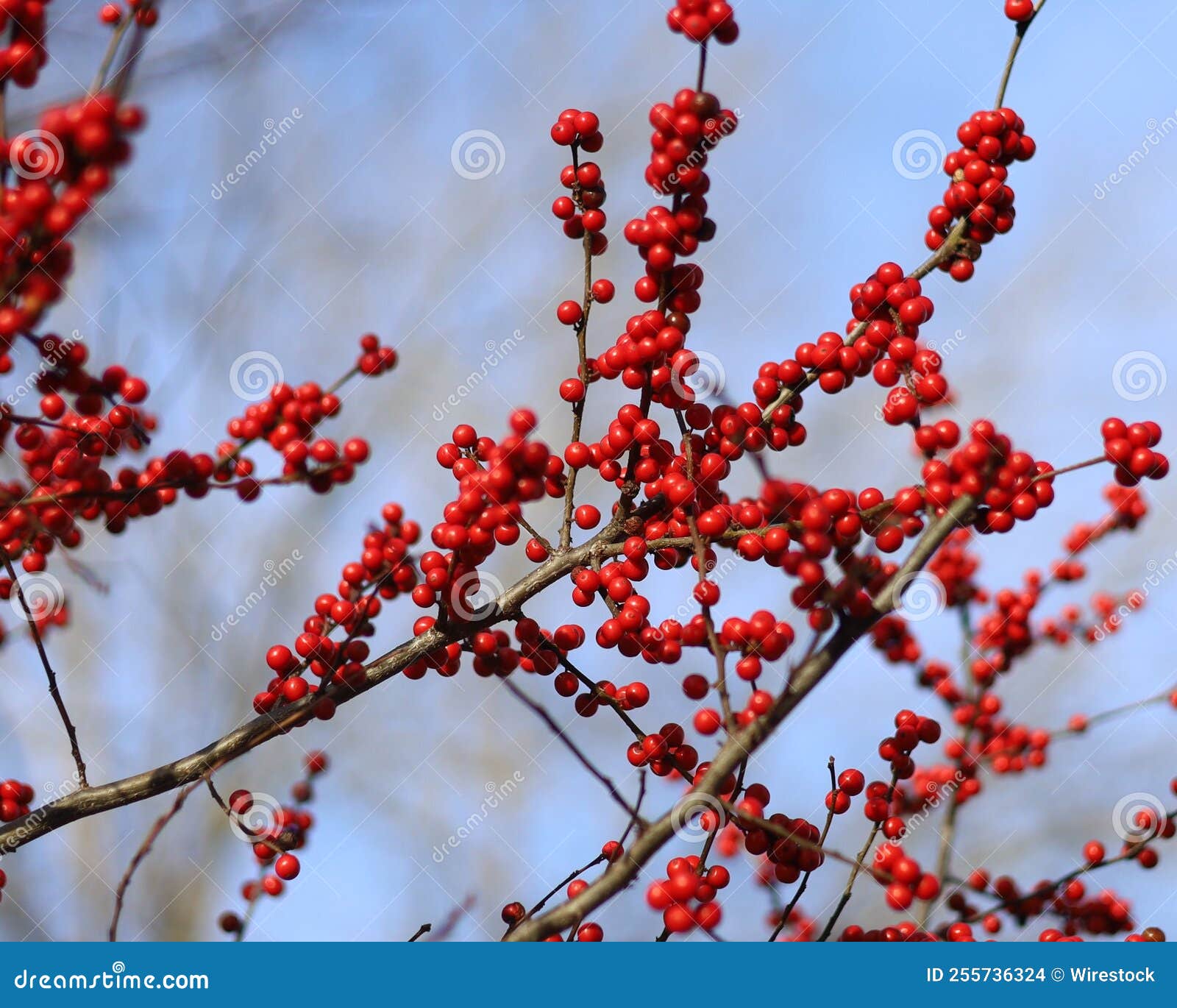 Closeup of the Ilex Decidua, Meadow Holly. Stock Photo - Image of ilex ...