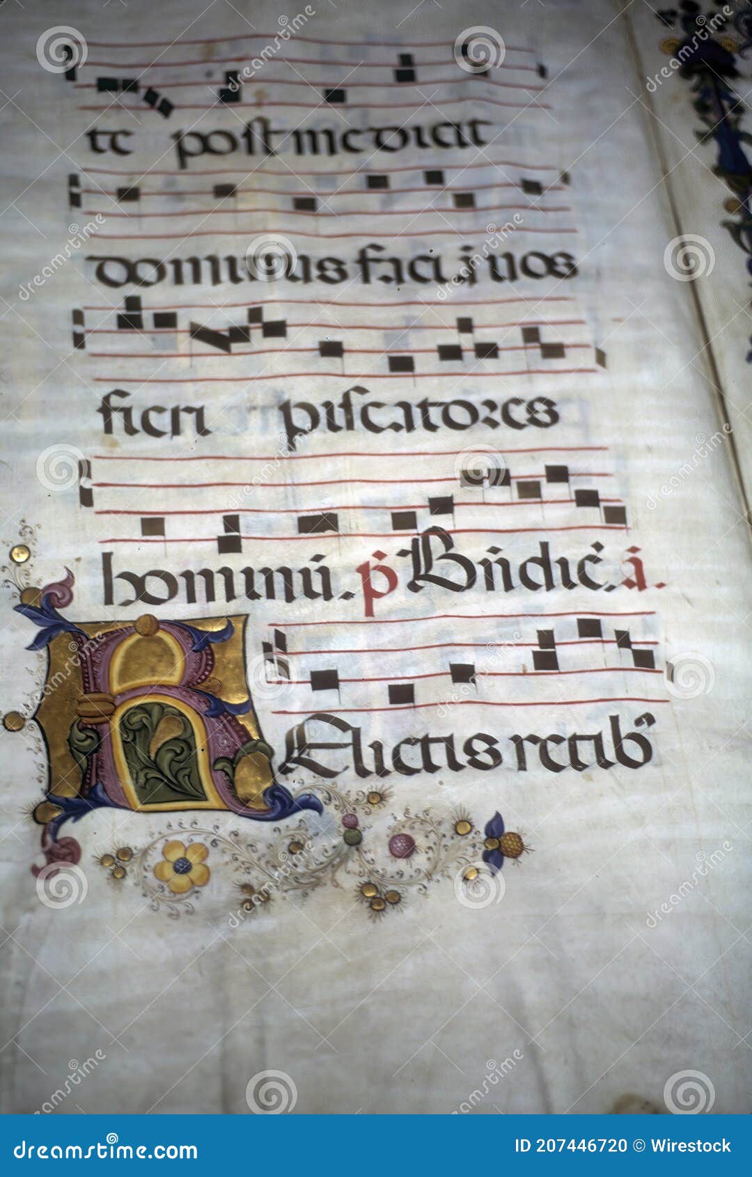 closeup of an illuminated medieval manuscript on a  parchment with the historical gregorian chant