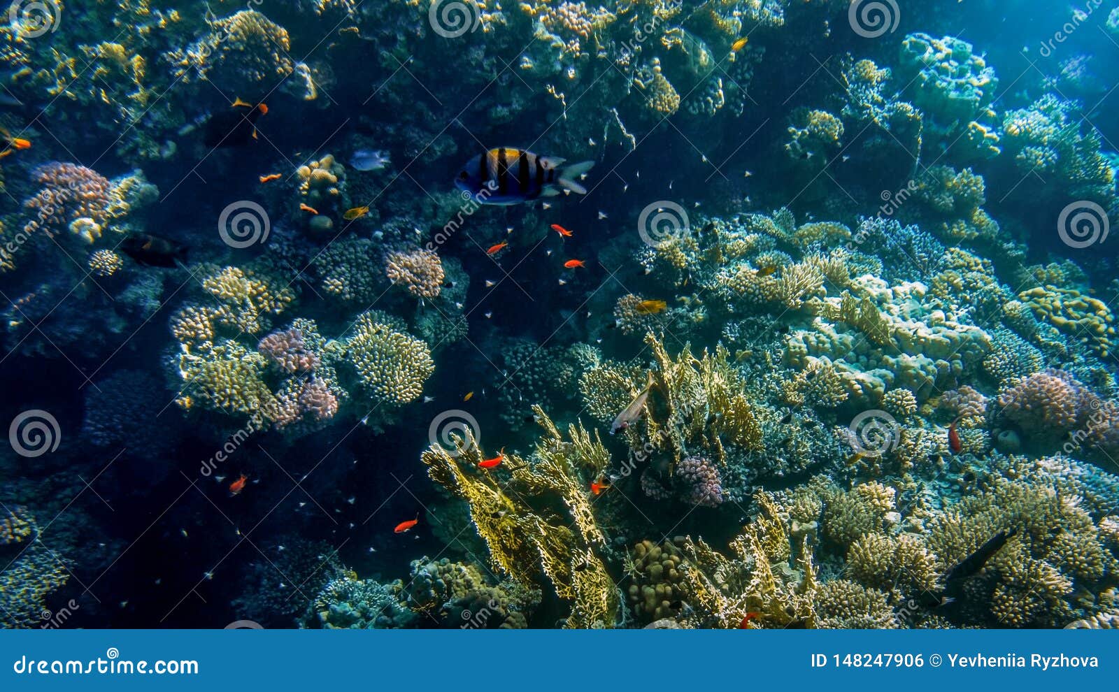 Closeup Image of Beautiful Colorful Coral Fishes Swimming Around ...