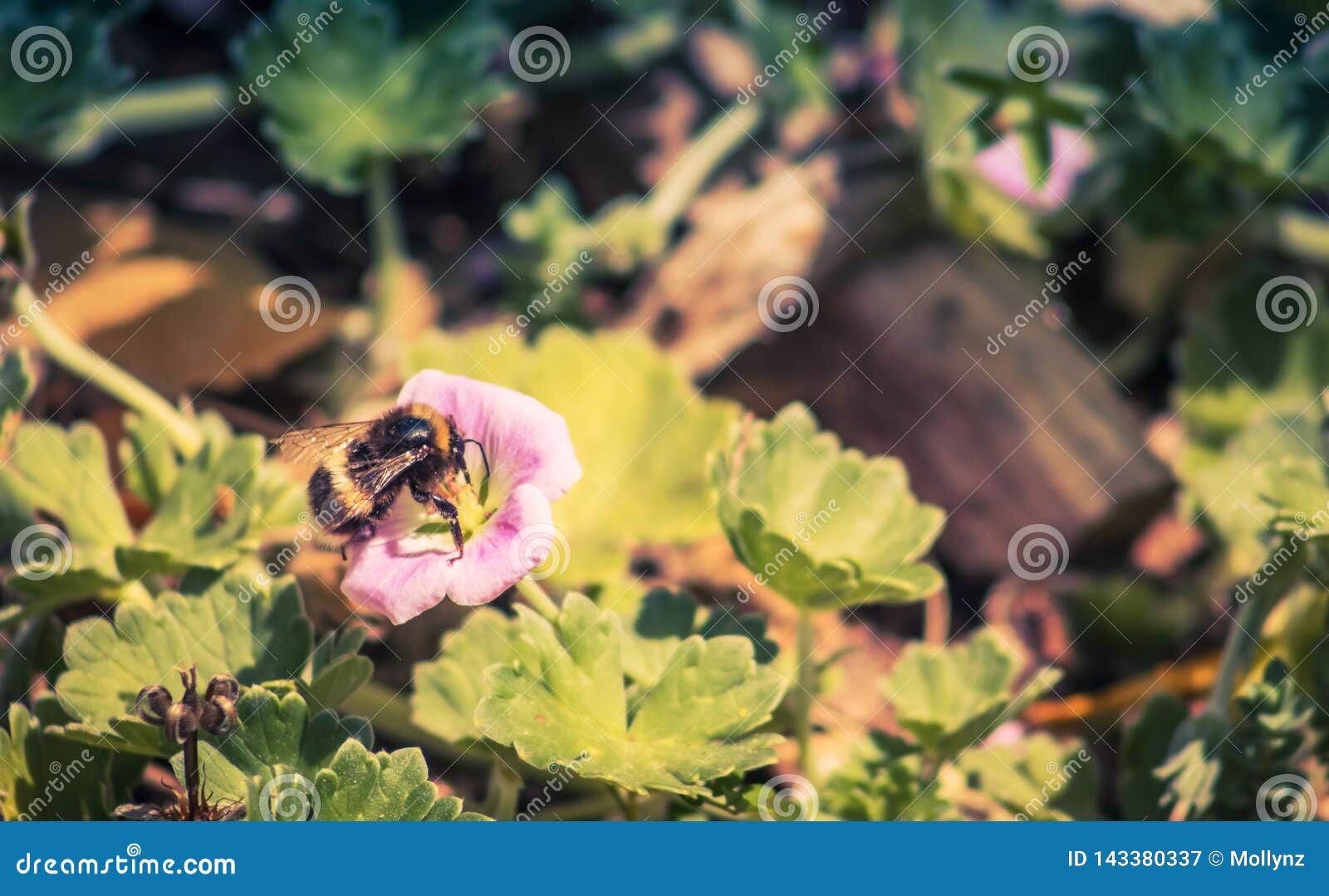 closeup image of a bumblebee on a chatham island geranium geranium traversii
