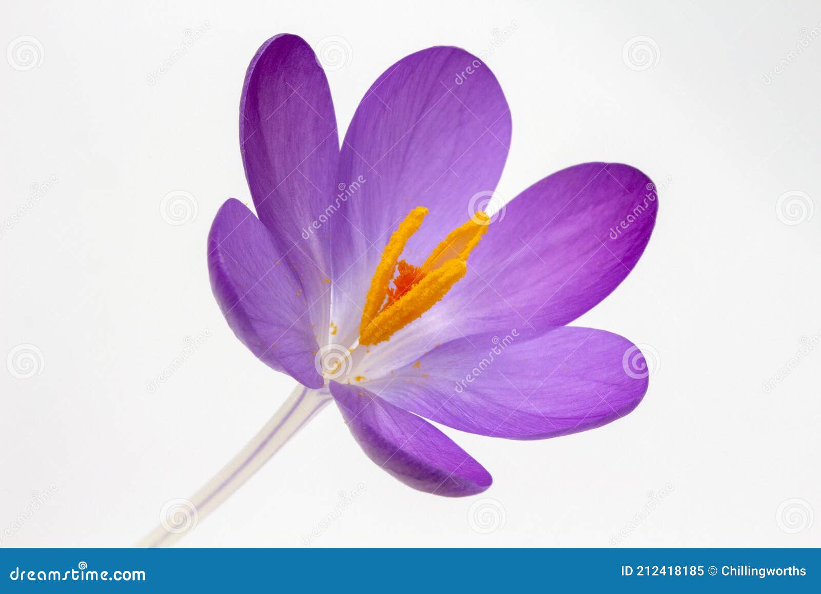 crocus tommasinianus against a white background