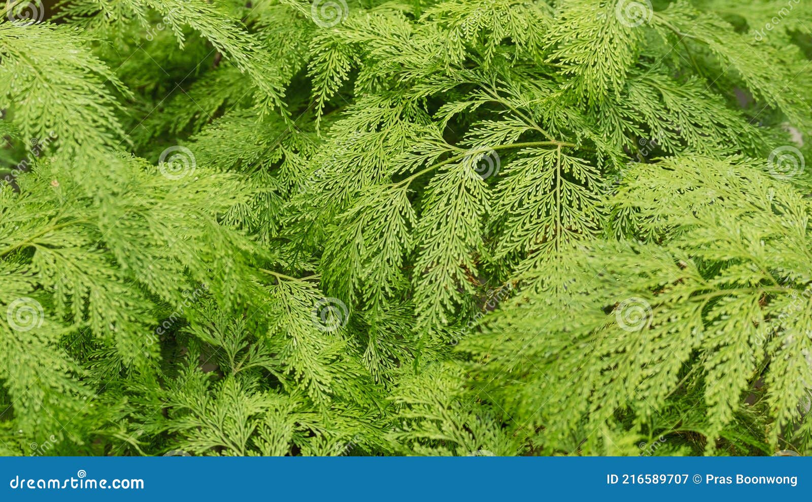 davallia fejeensis or rabbitÃ¢â¬â¢s foot fern in the garden