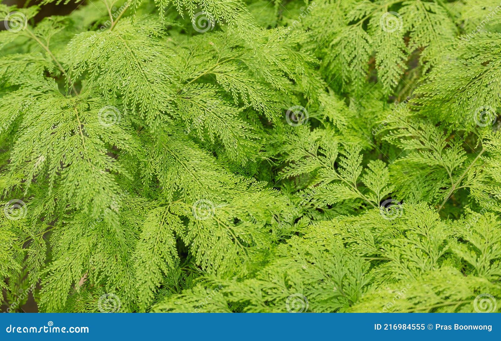 davallia fejeensis or rabbitÃ¢â¬â¢s foot fern in the garden