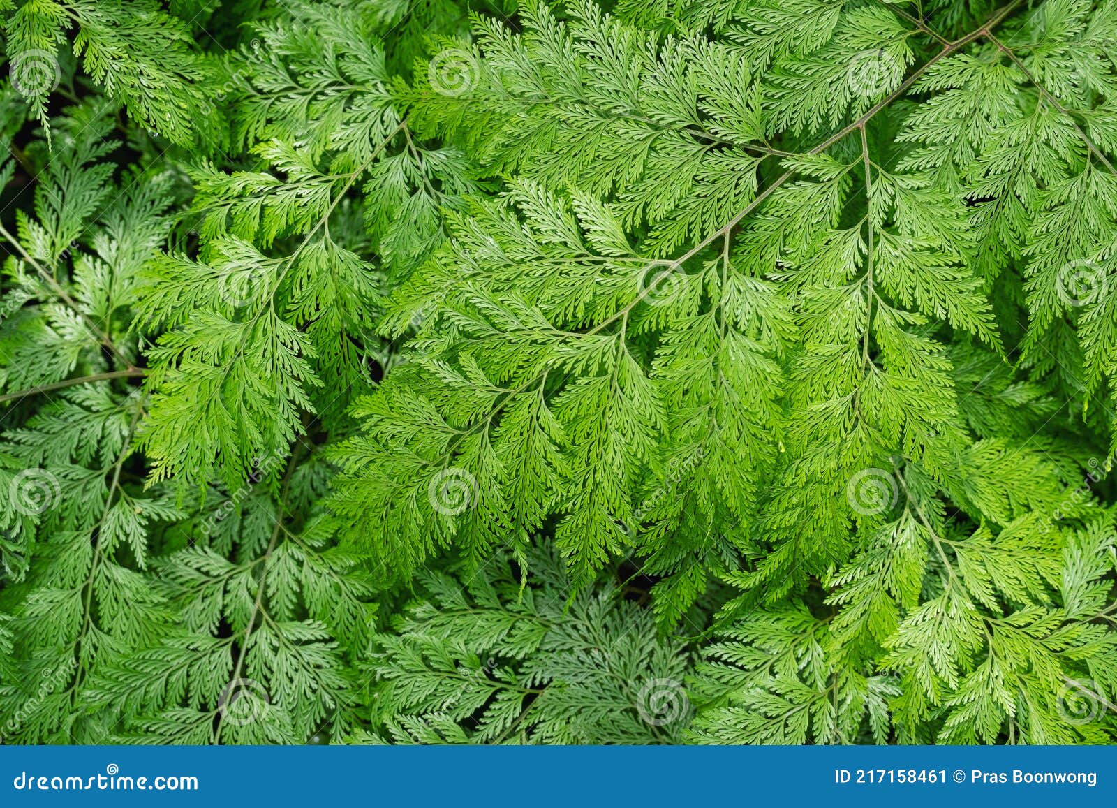 davallia fejeensis or rabbitÃ¢â¬â¢s foot fern in the garden