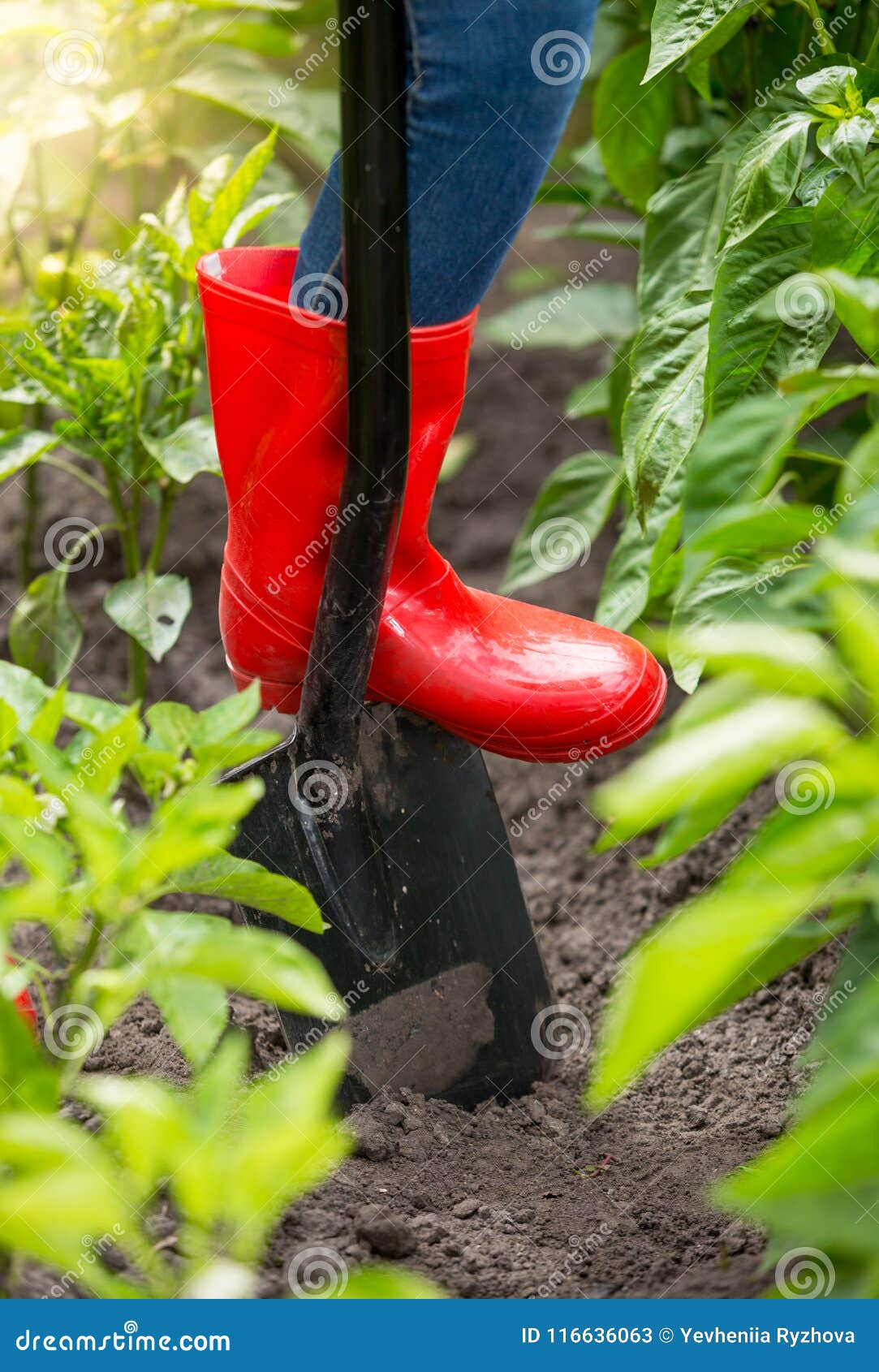 Closeup Image of Farmer Feet in Red Wellington Boot Standing on Shovel ...