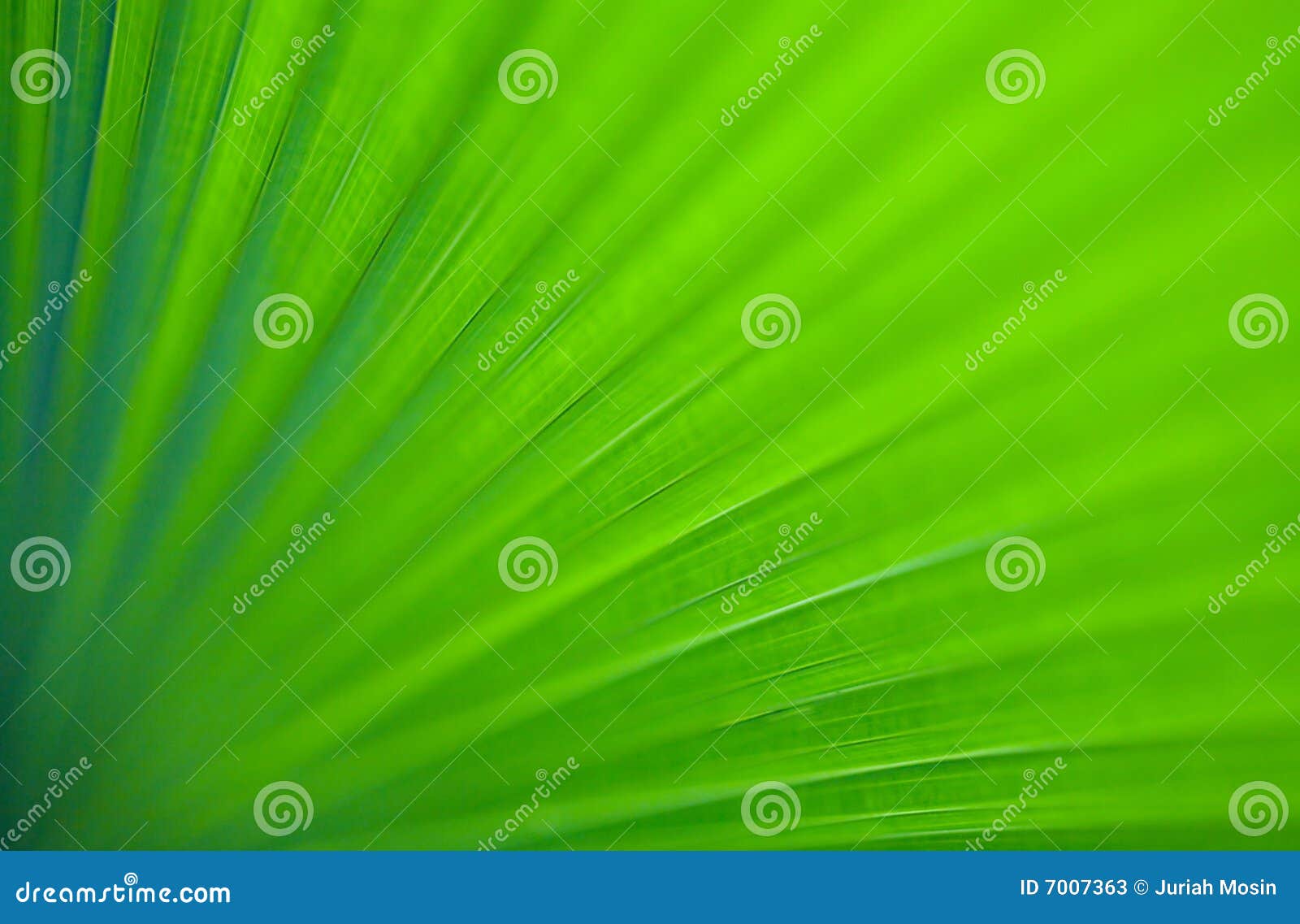 Closeup Image of Green Giant Palm Leaf Stock Image Image of sunshine
