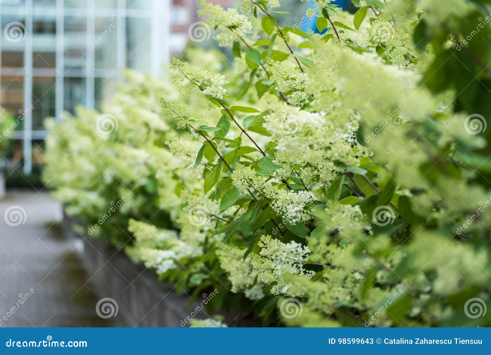 Closeup Image of a Hydrangea Paniculata Hedge Stock Image Image of