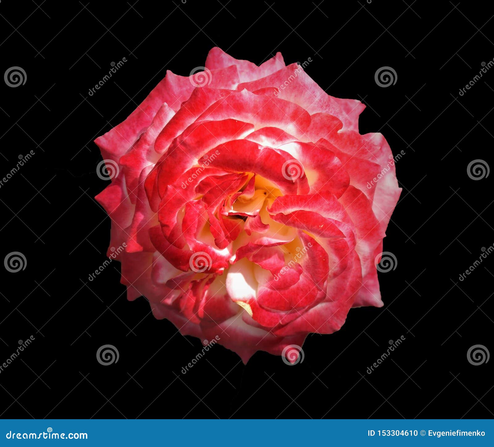 Macro Image Of Isolated Flower Of Grandiflora Rose Stock Photo Image Of Plants Black 153304610
