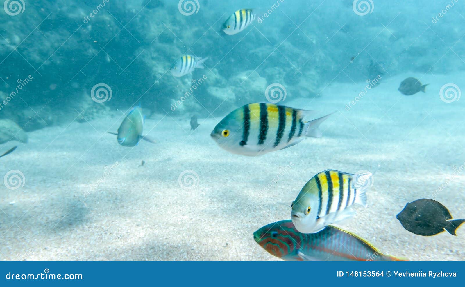 Closeup Image of Lots of Colorful Fishes Swimming Around the Coral Reef ...