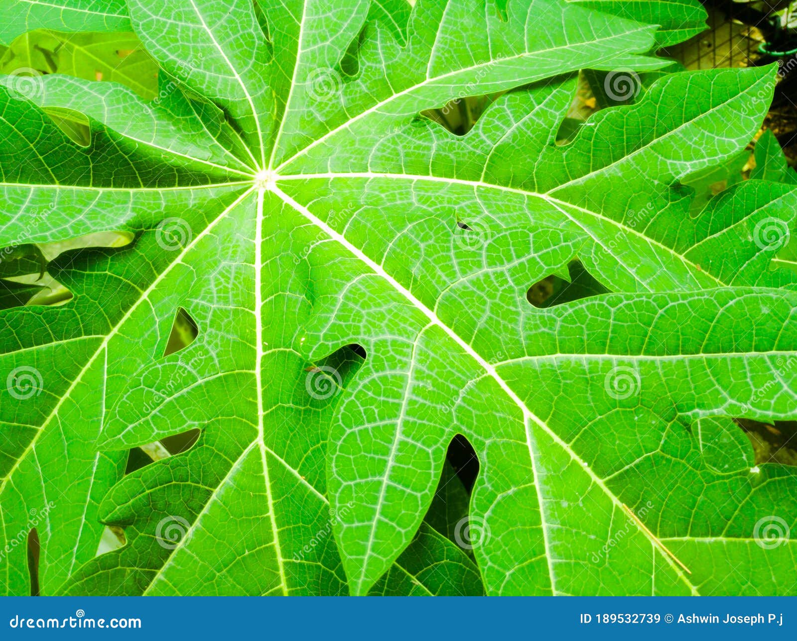 a closeup image of papaya leaf with yellowish veins.