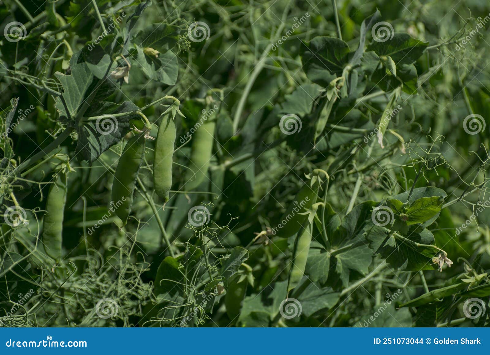 Closeup Image of Sugar Snap Peas Growing in the Garden Stock Photo