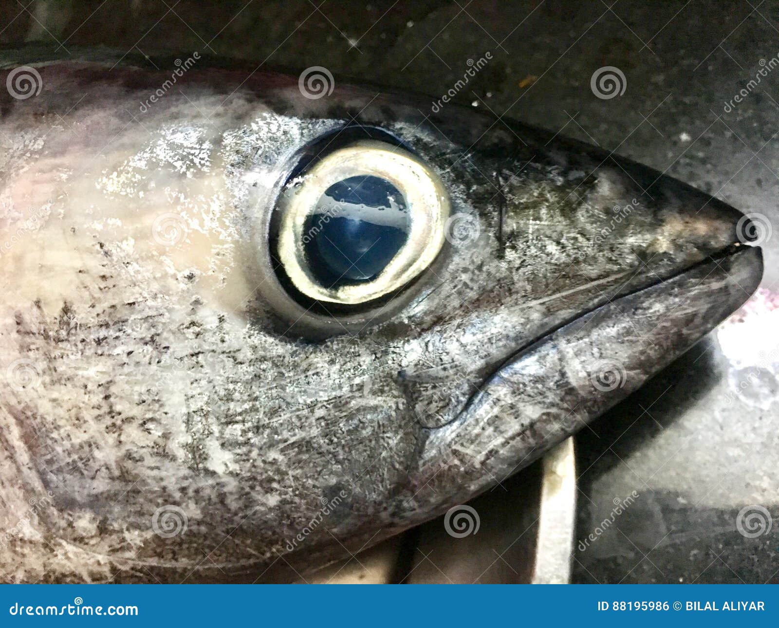 Closeup Image of Tuna Fish Head from Kitchen Stock Photo Image of fish, food 88195986