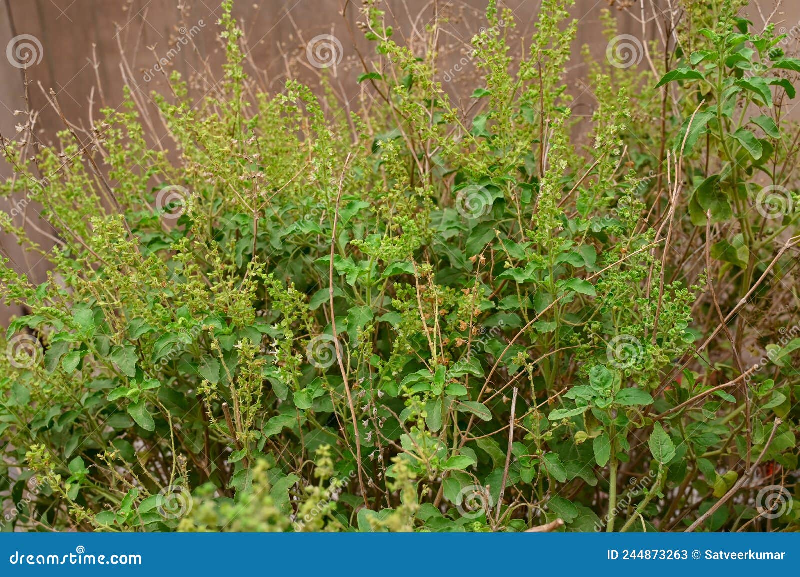 Closeup of Indian Basil Herb Stock Image Image of ayurvedic, focus