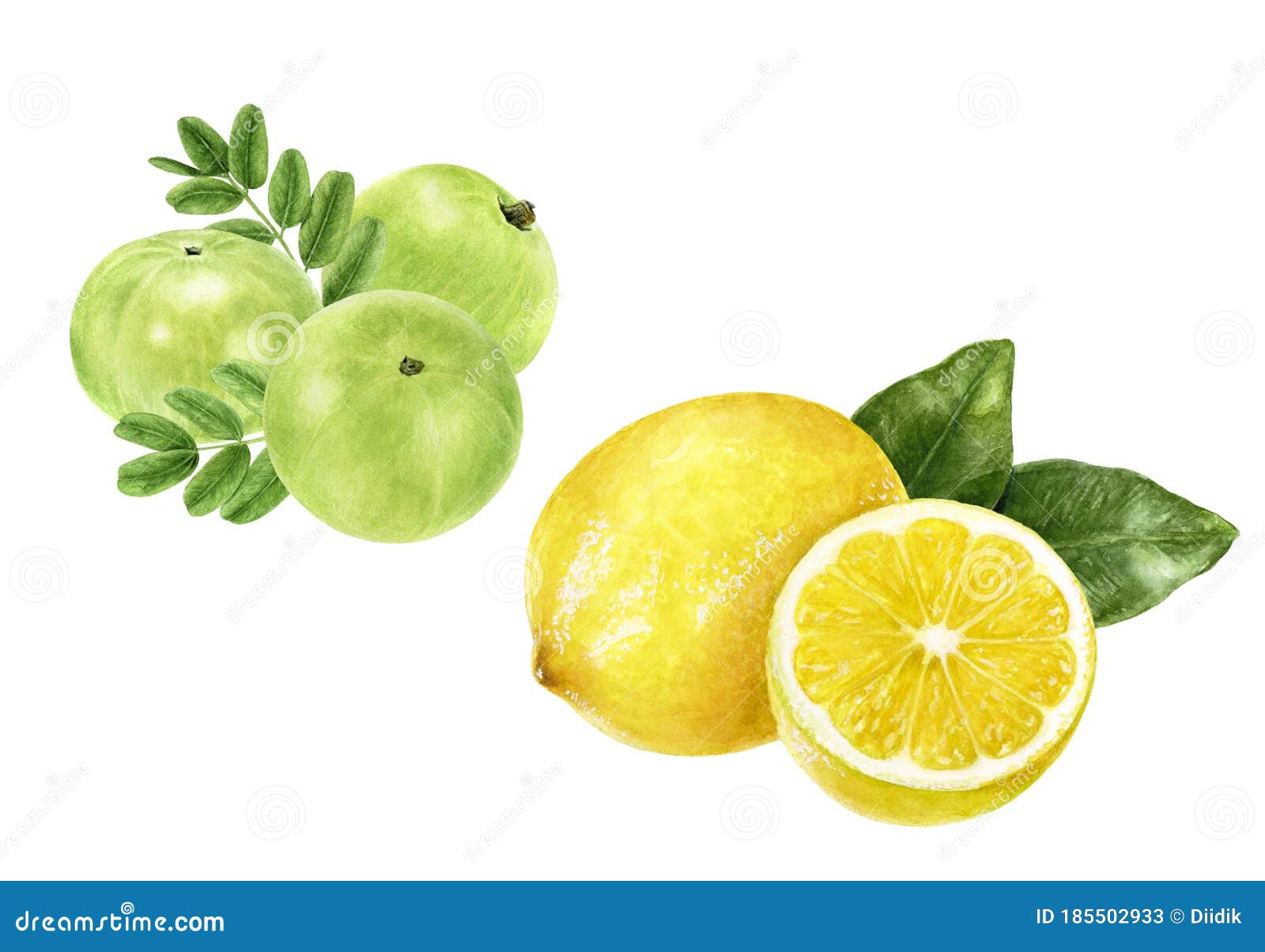 Closeup Indian Gooseberry Fruits Amla With Leaf And Lemon Set Watercolor Illustration Isolated On White Background Stock Image - Image of berry, ingredient: 185502933