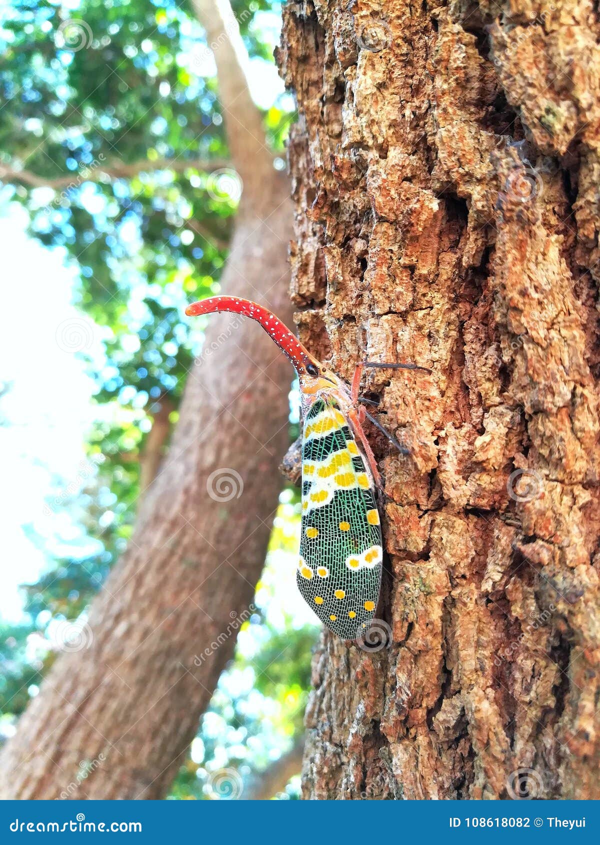 closeup of insect lanternfly pyres candelaria