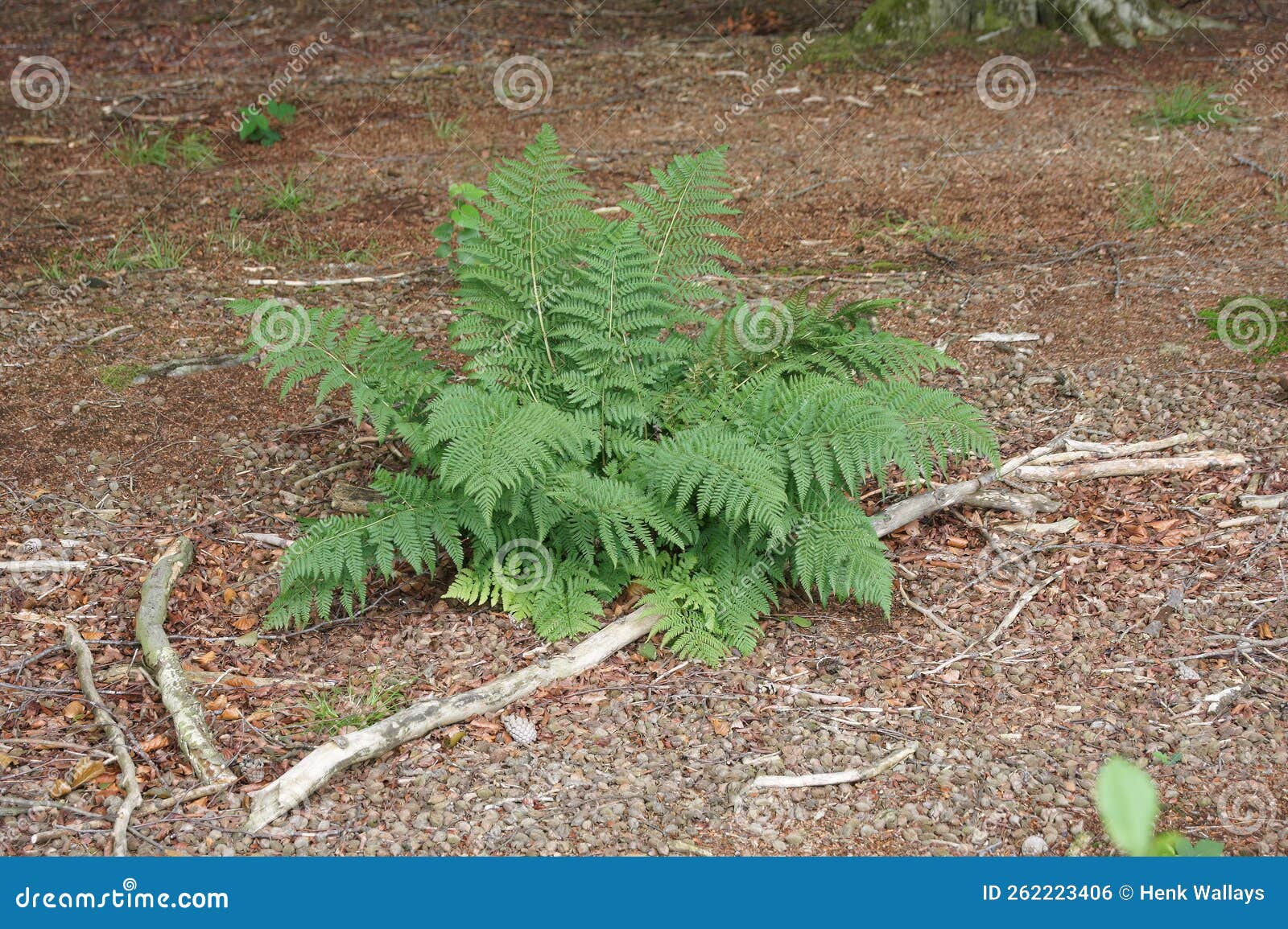 closeup on an  common lady-fern, athyrium filix-femina fern