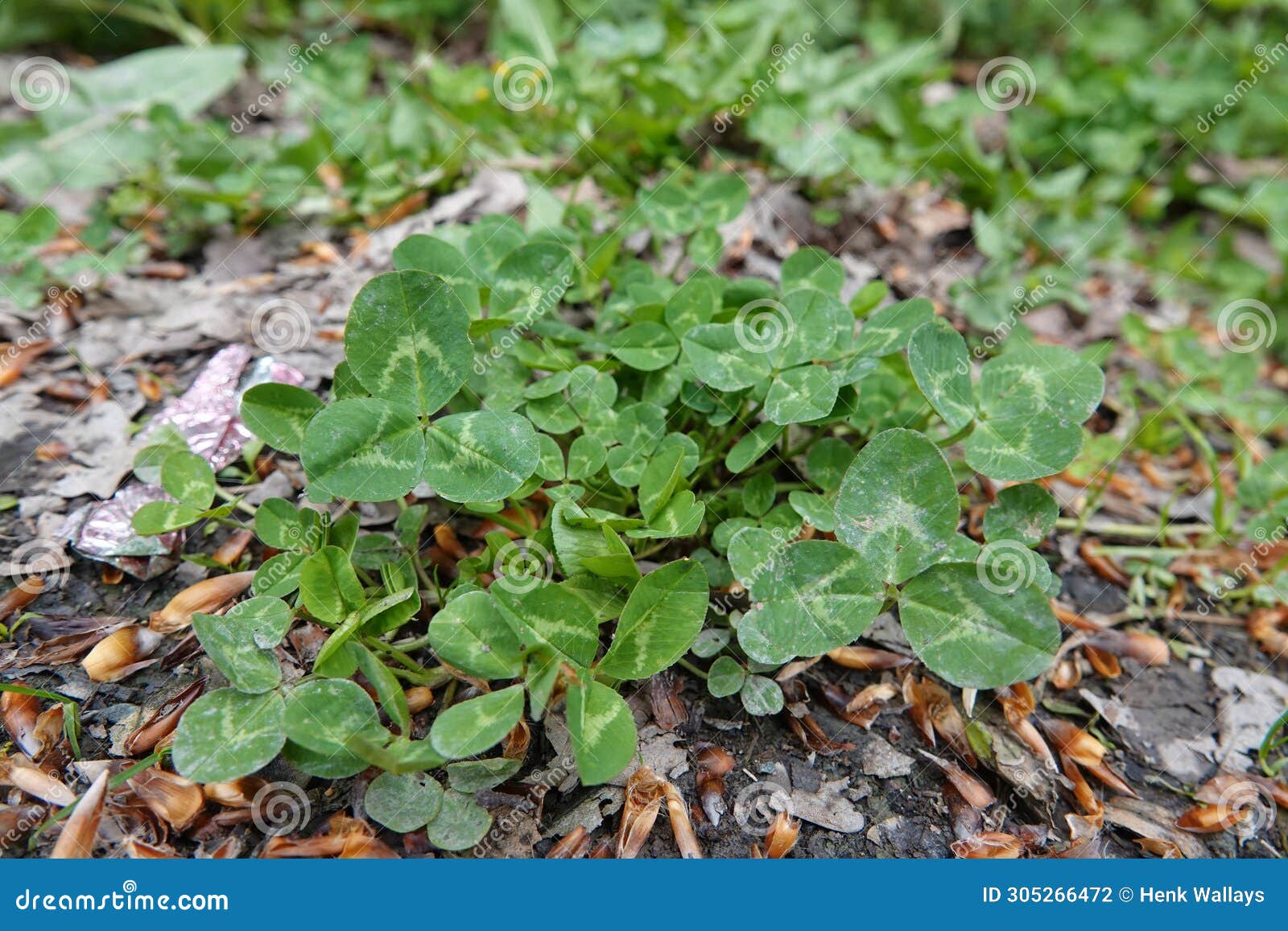 closeup on an  emerging white, dutch or ladino clover, trifolium repens