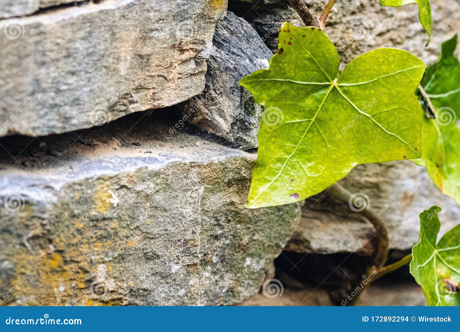 Closeup of Ivy Leaves on Rocks Under the Sunlight with a Blurry