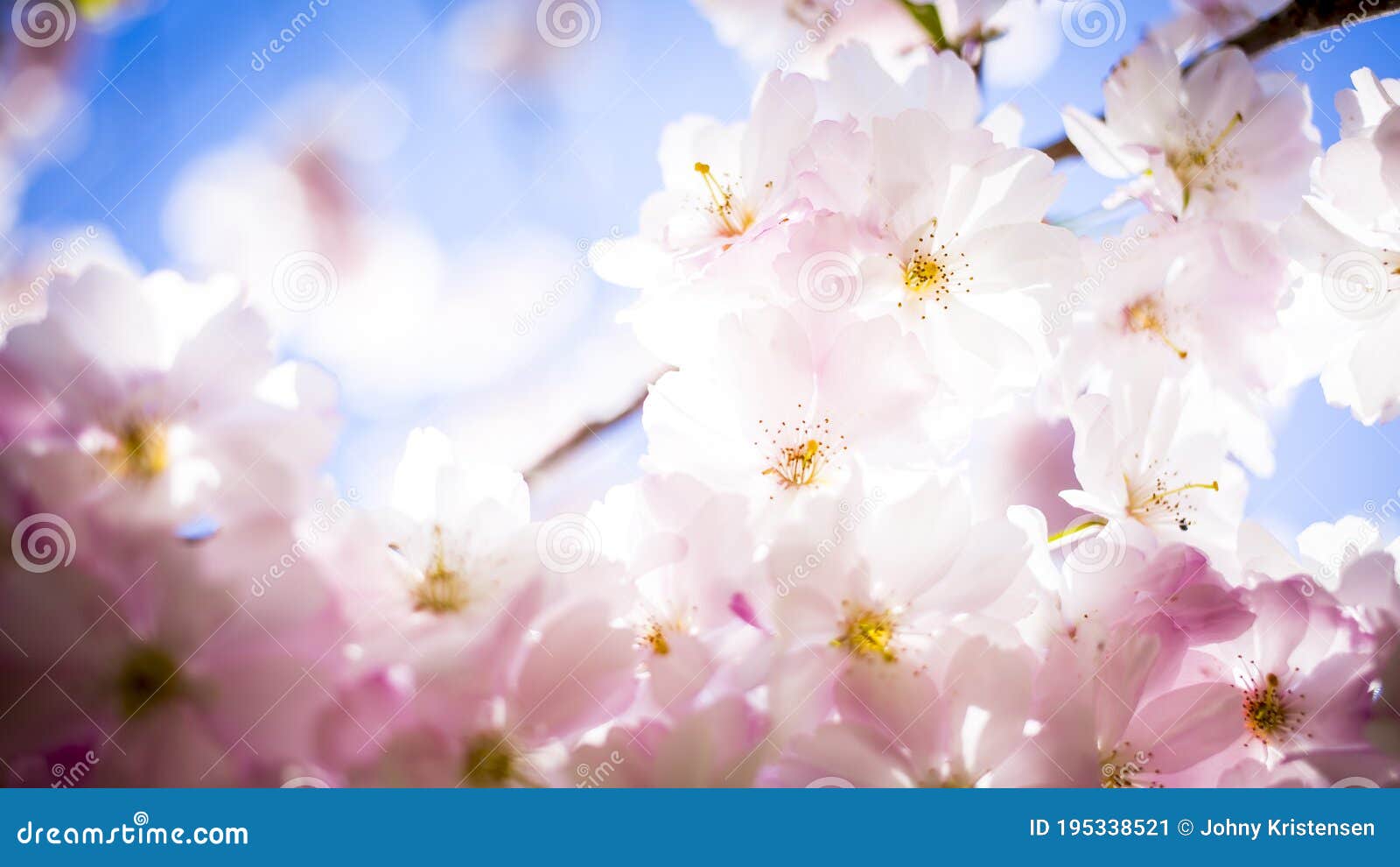 Closeup of Japanese Flowers and the Blue Sky Stock Image Image of
