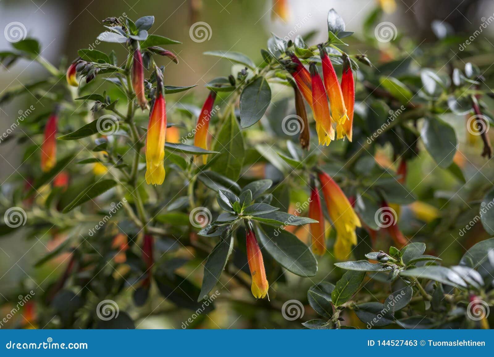 closeup of justicia floribunda plant