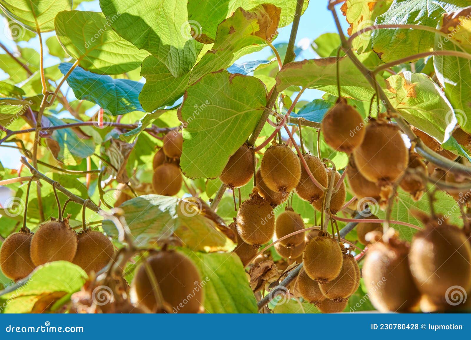 Closeup of a Kiwi Tree with Kiwi Fruits Stock Photo Image of berry