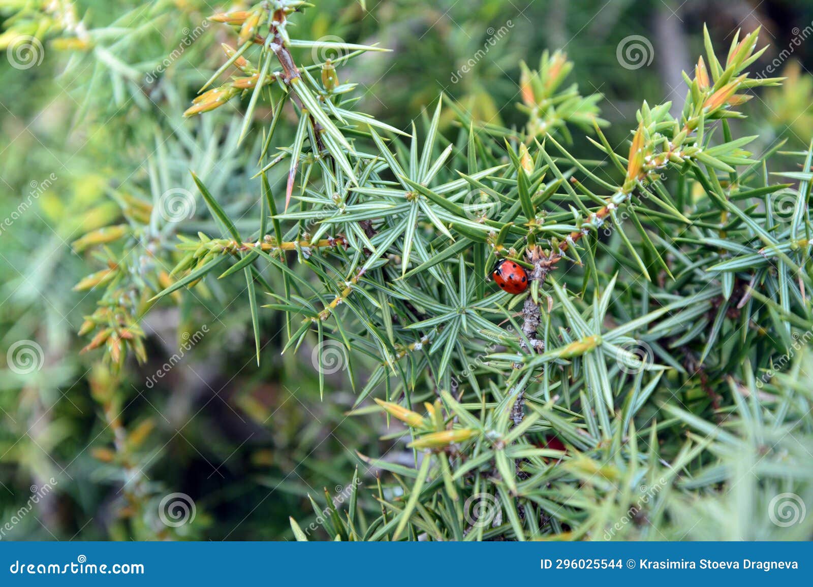 a closeup of a lady bug on the branches of cade (juniperus oxycedrus)