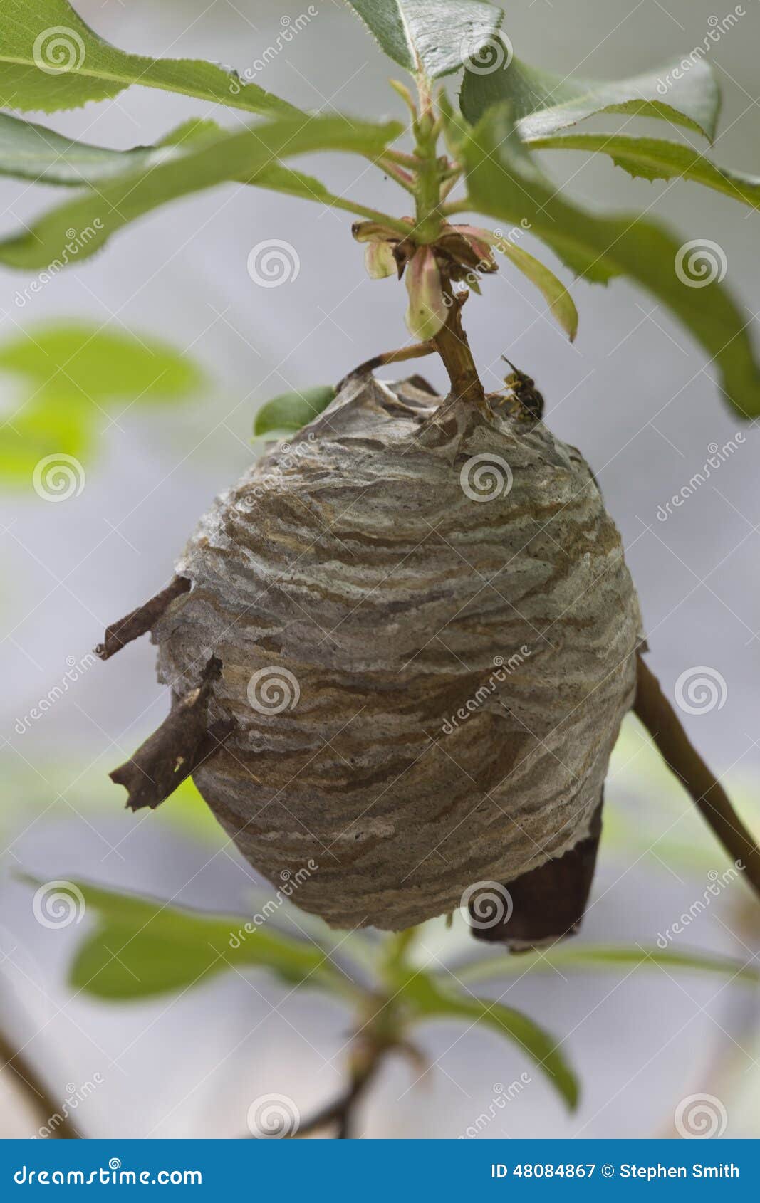 Closeup of Large Active Yellowjacket Wasp Nest Stock Image Image of
