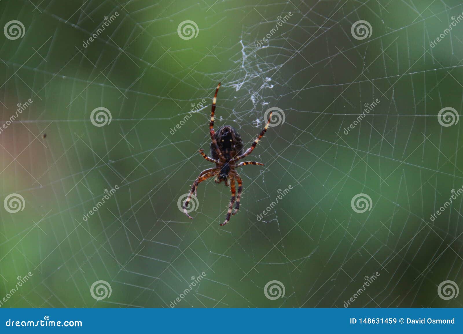 A Closeup Of A Large Garden Spider Stock Image Image Of