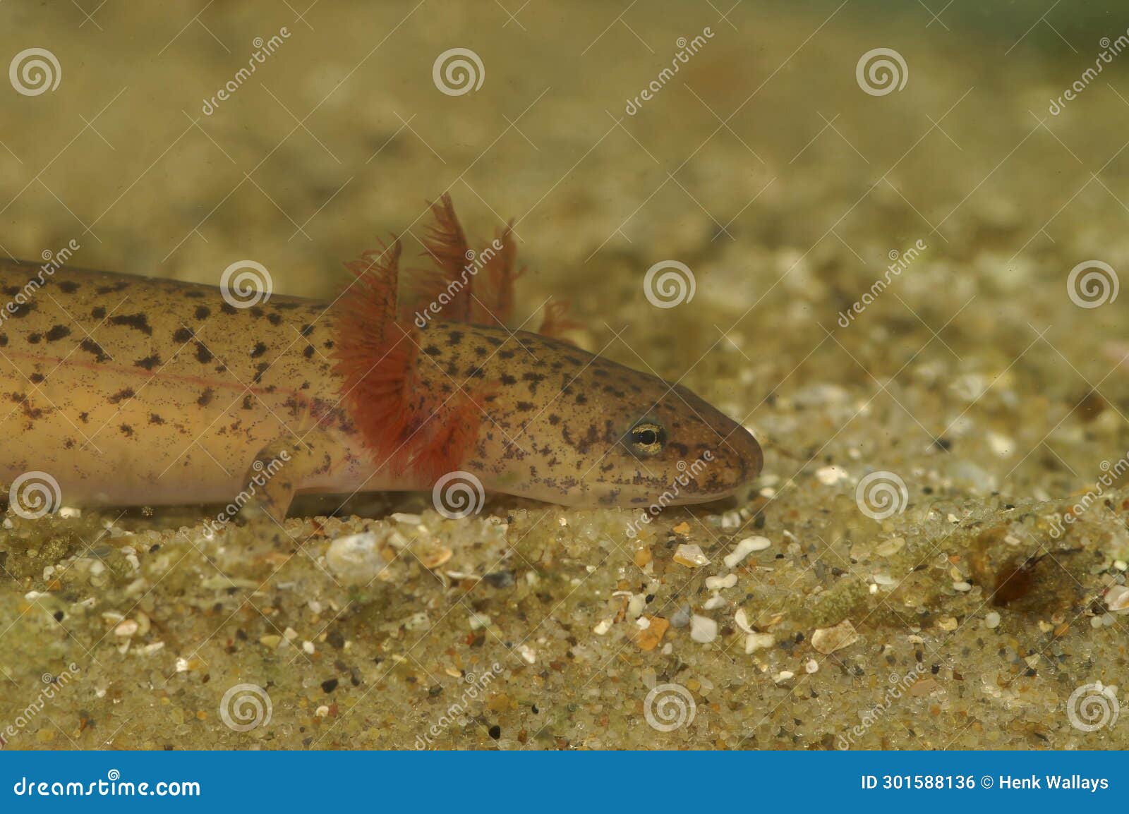 closeup on a larvae gilled blue ridge red salamander, pseudotriton ruber schencki