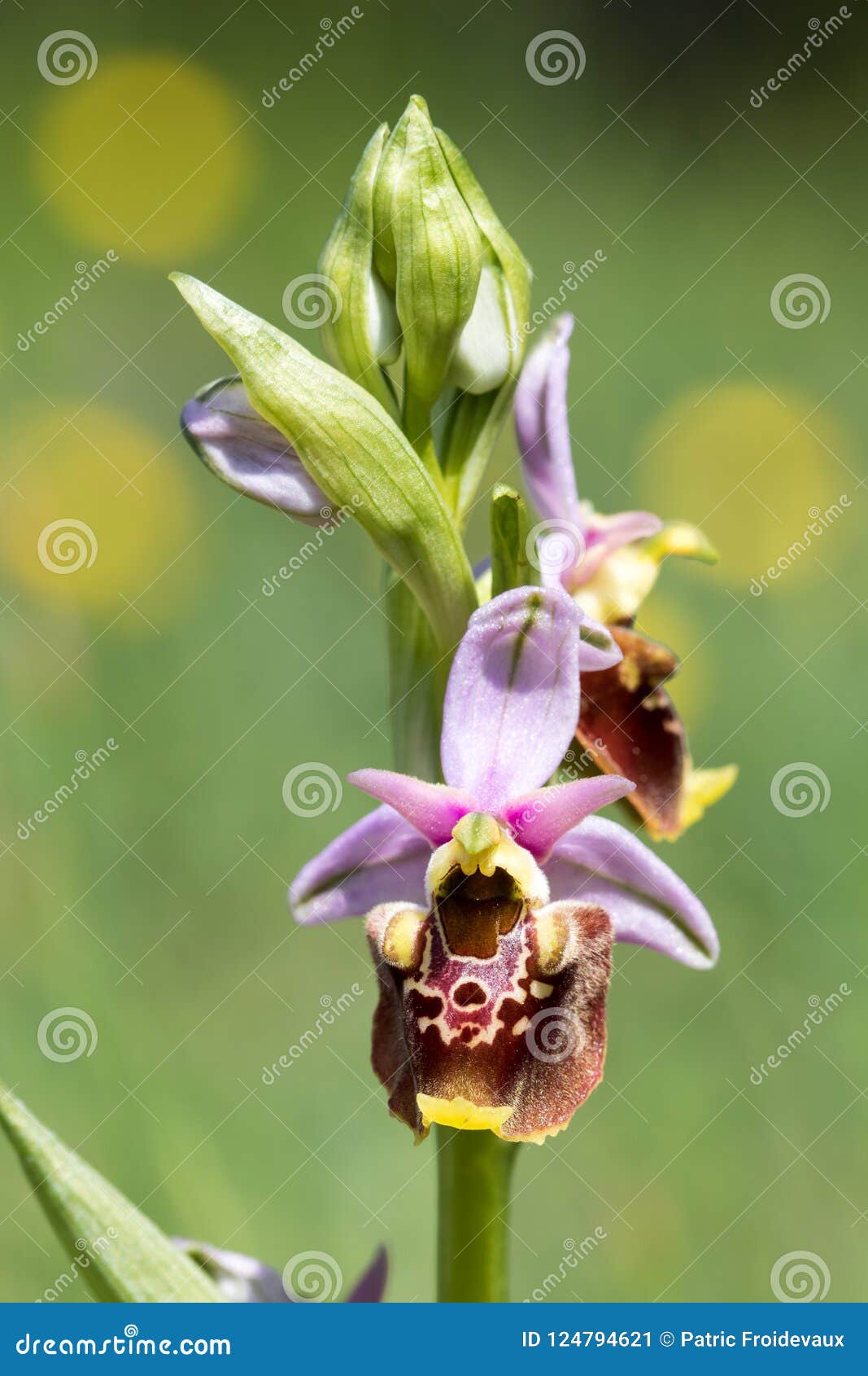 closeup of a late spider-orchid ophrys fuciflora in buis de ferreyres switzerland