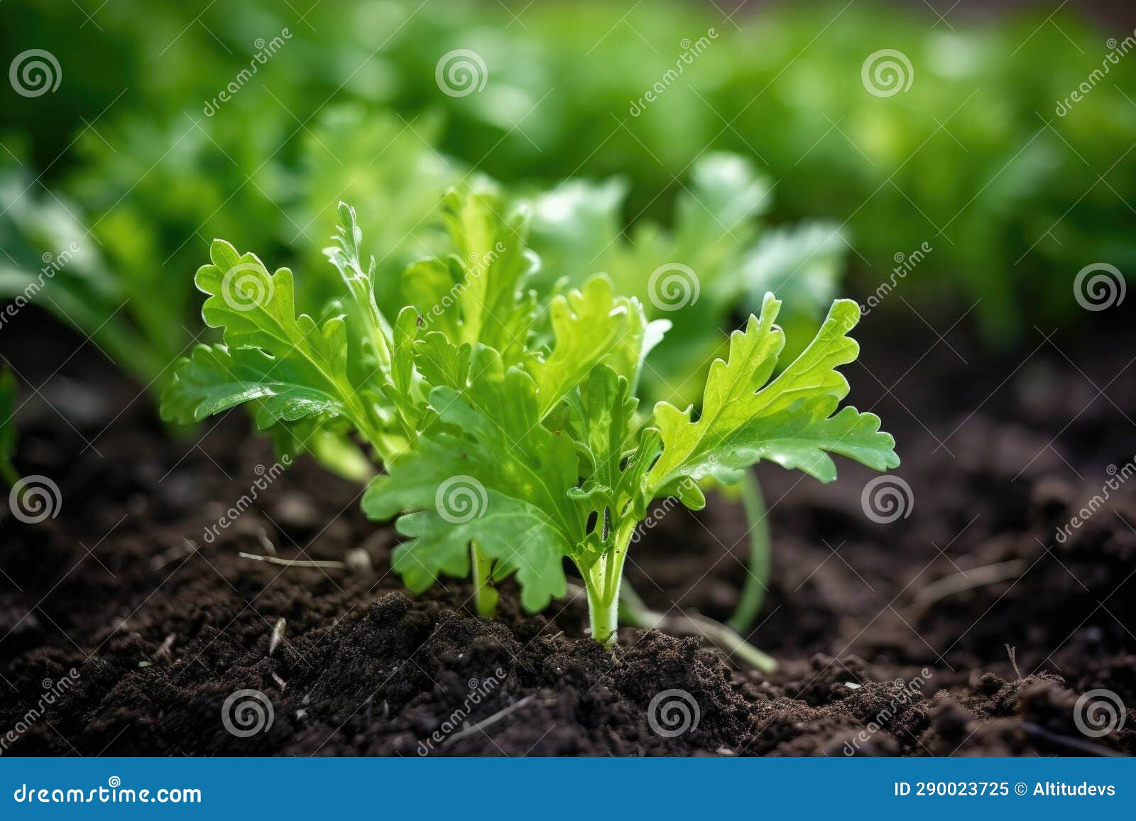 Closeup of a Leafy Green Plant Growing in Soil Stock Image Image of