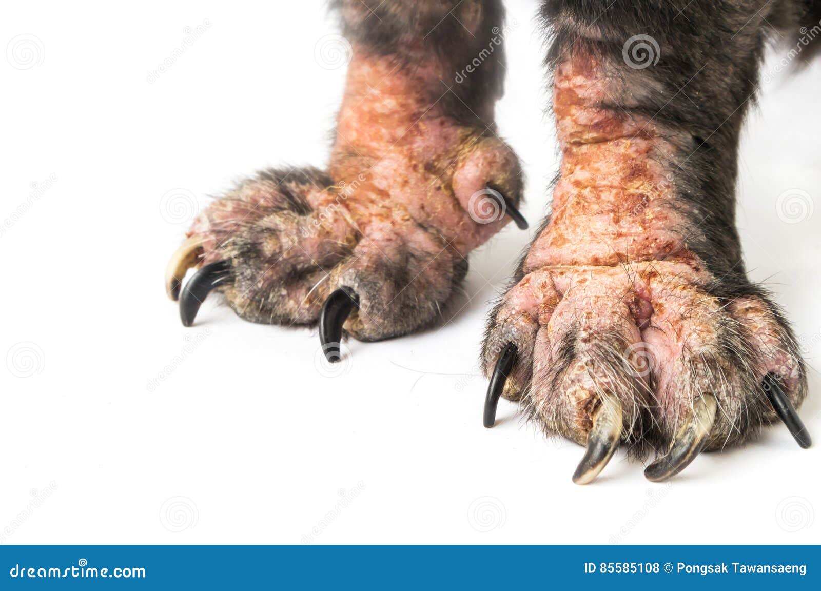 Leprosy Dog Stock Photo 43442844