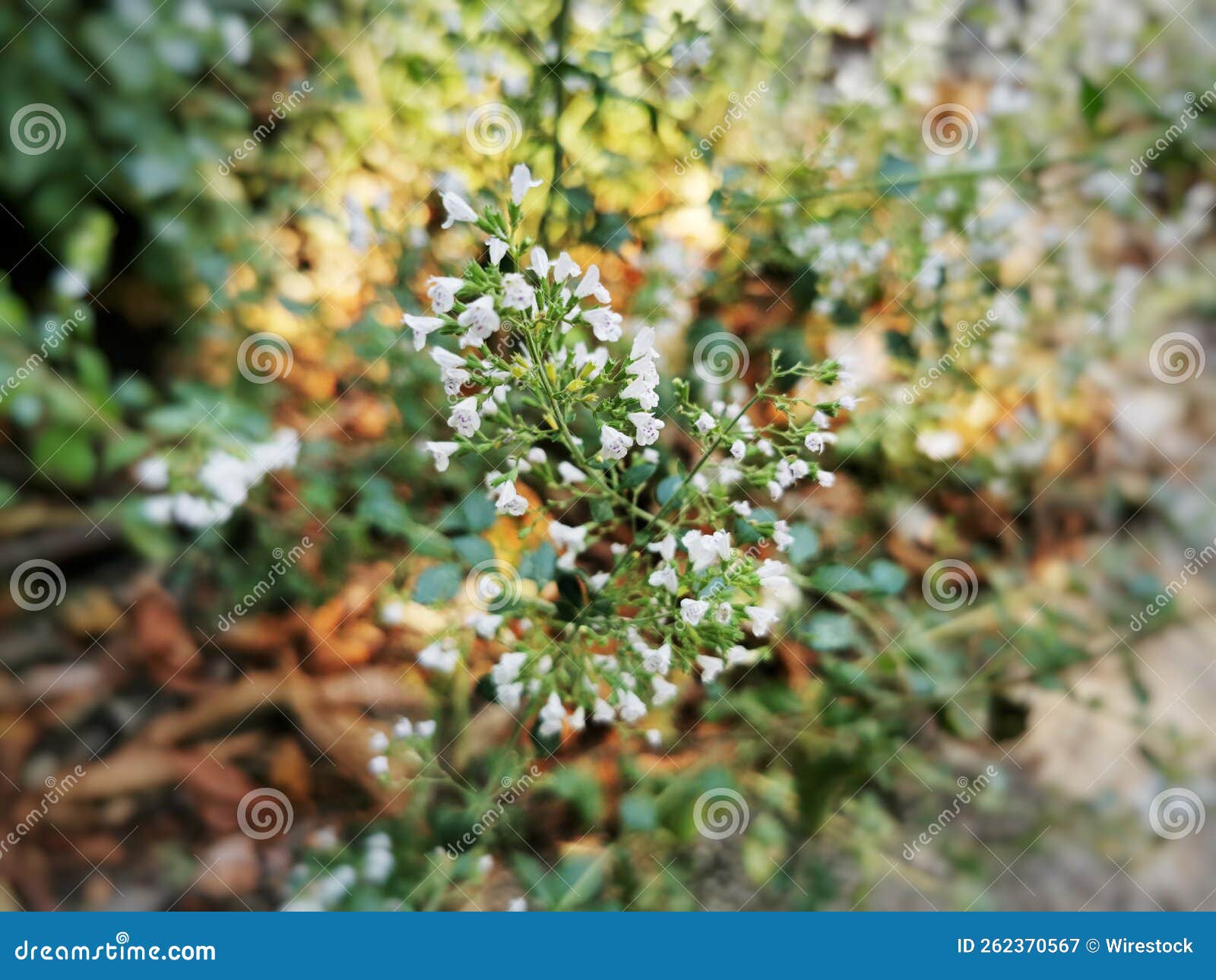 closeup of lesser calamint, clinopodium nepeta. botanical garden in madrid, spain.