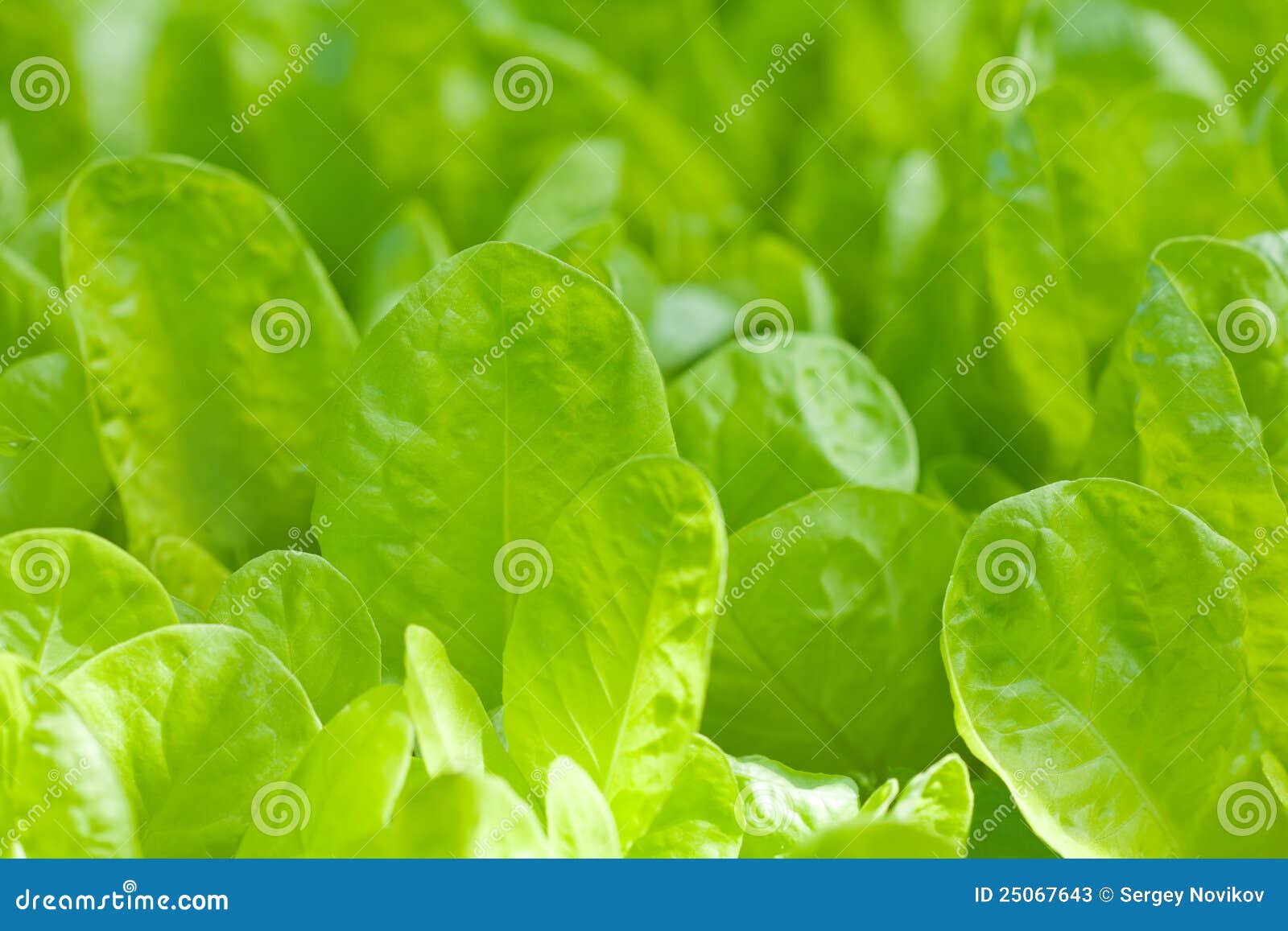 Closeup of lettuce bed stock image. Image of organic 25067643