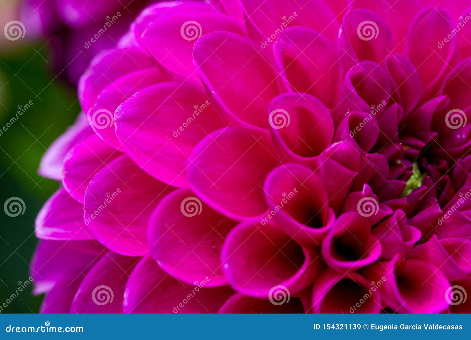 closeup of a lila dahlia