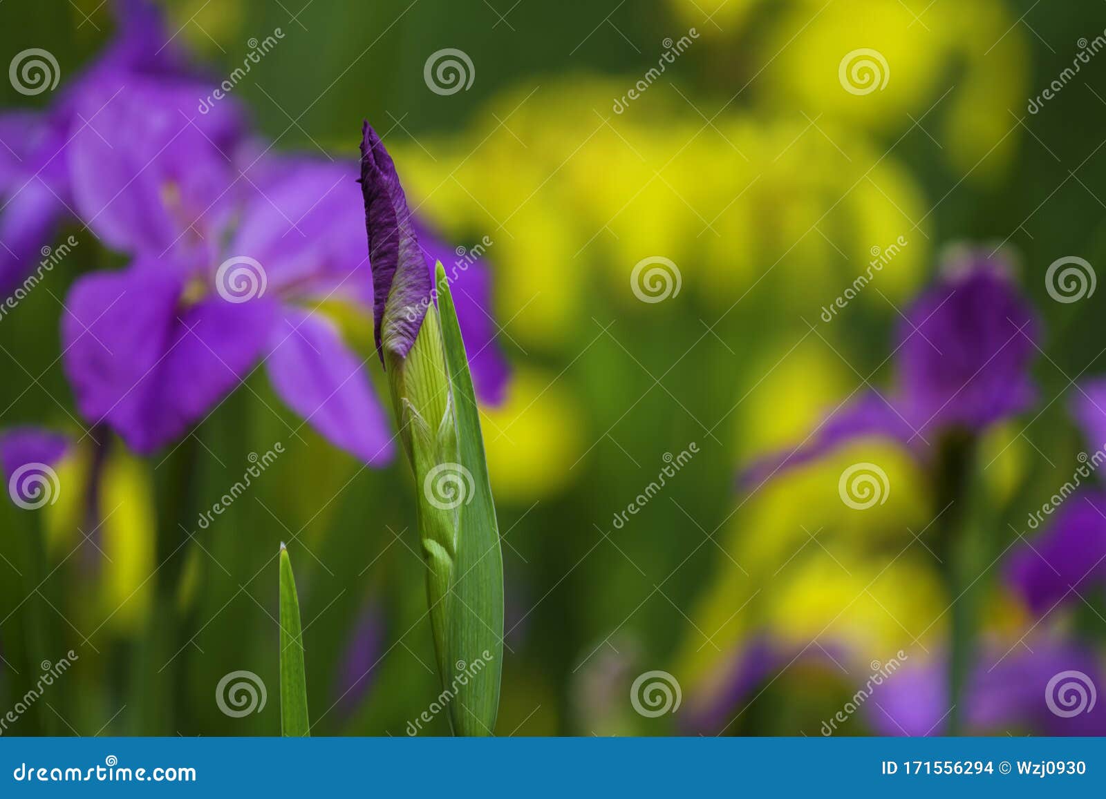 a lilac iris flower bud in the garden