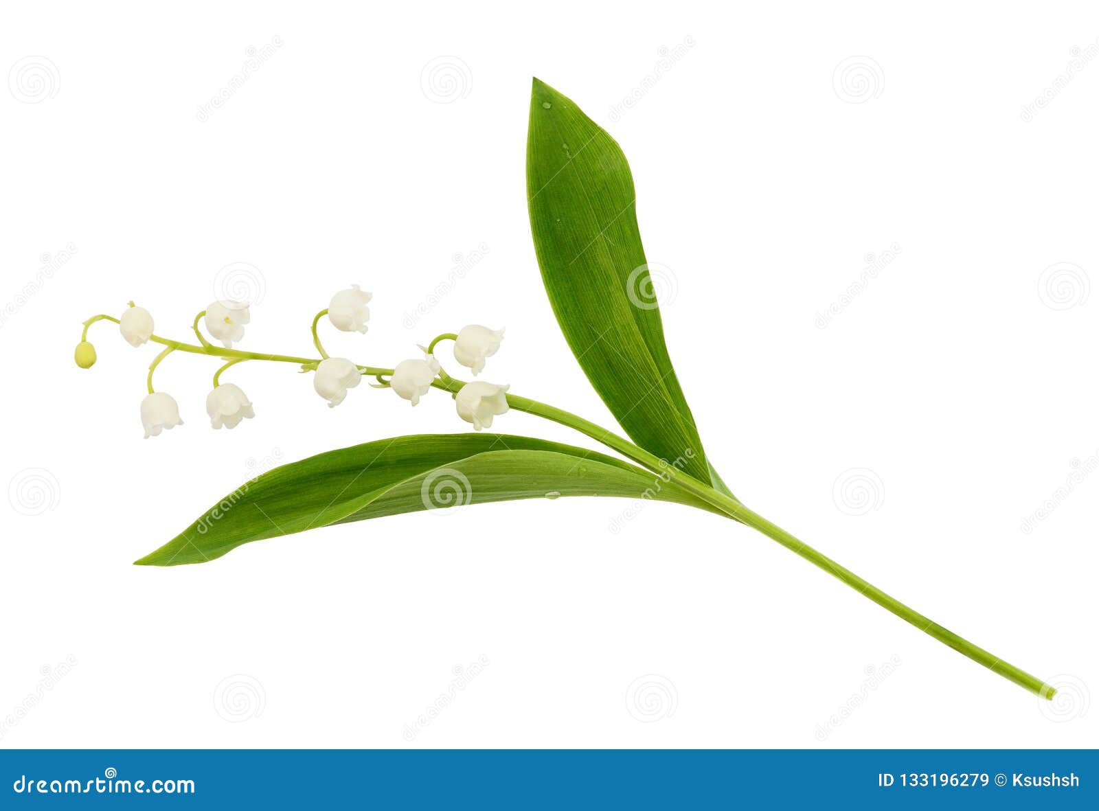 Closeup of Lily of the Valley Flower Stock Image - Image of leaf, bell ...