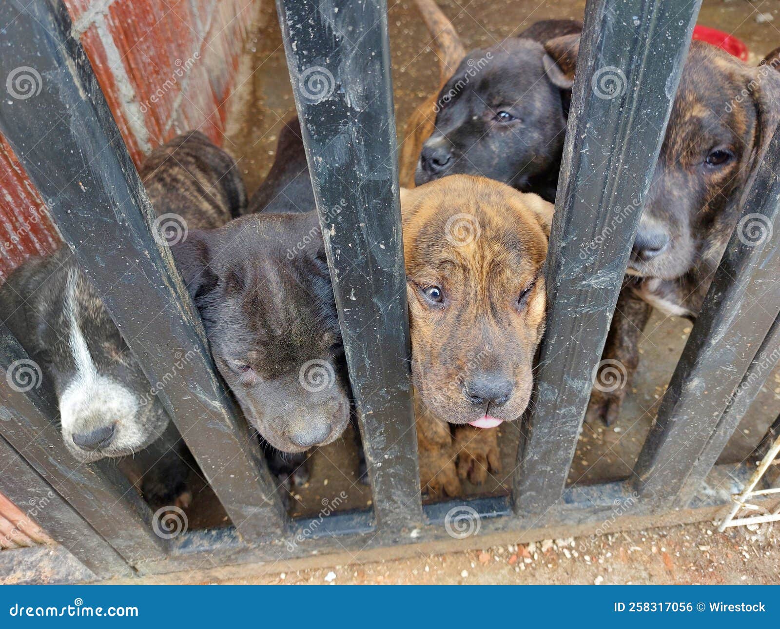 Closeup of Little Dogs in Cage Stock Photo Image of small, domestic