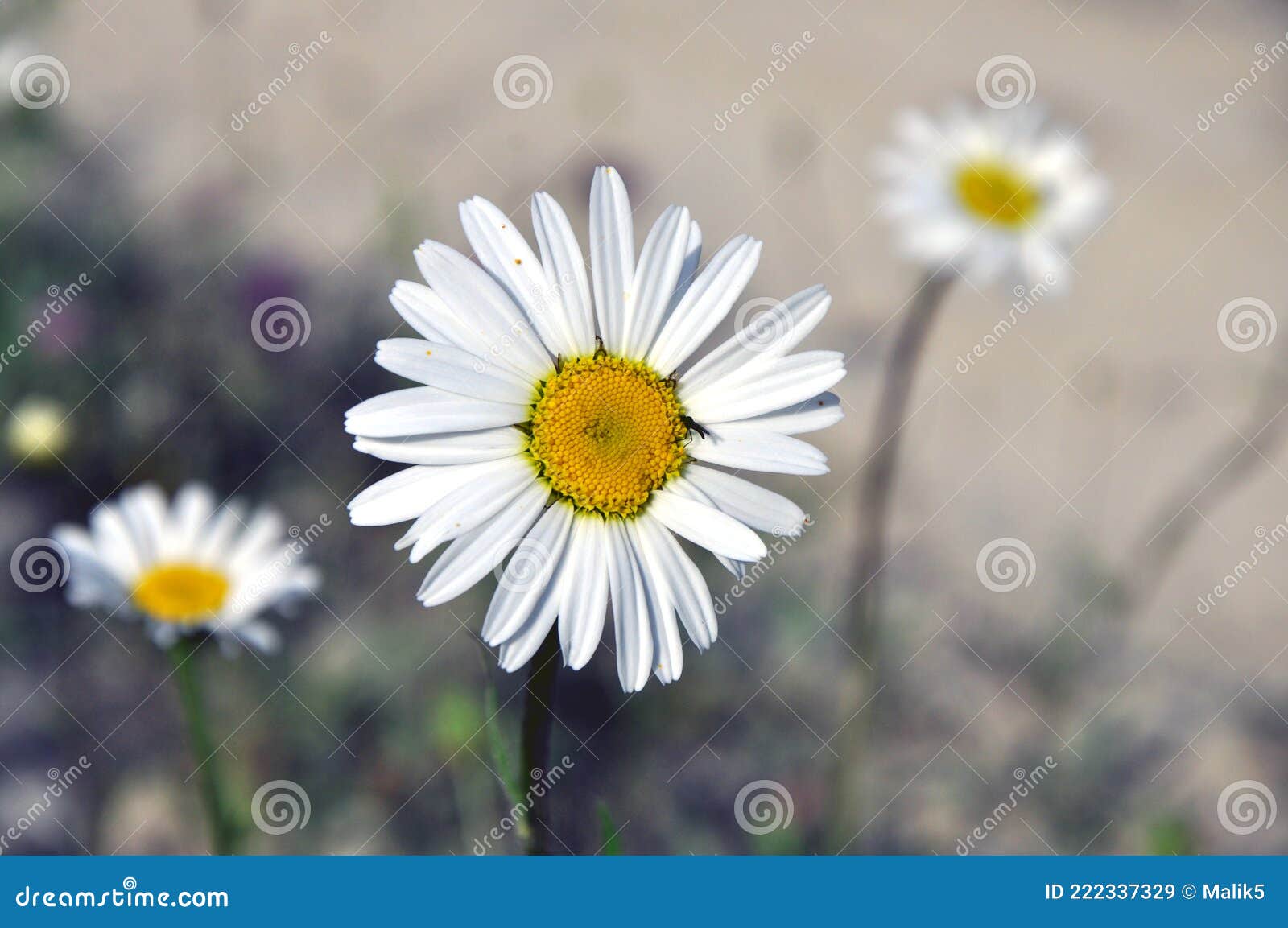 closeup of a little white daisy, perfectly round flower.