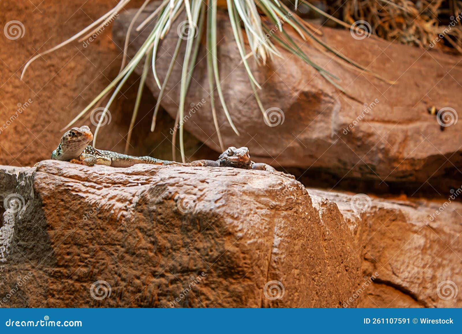 Closeup of lizards on rock stock image. Image of animals 261107591