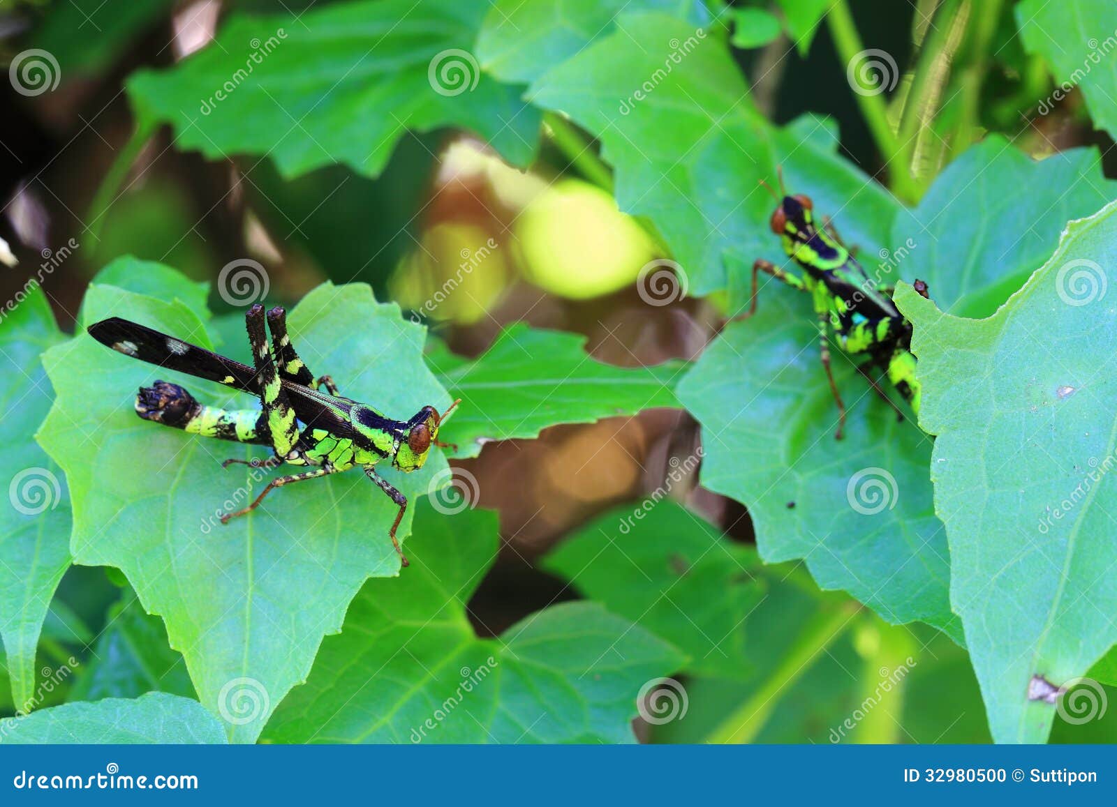 Closeup of a Locust on Leaf Stock Photo Image of head, view 32980500