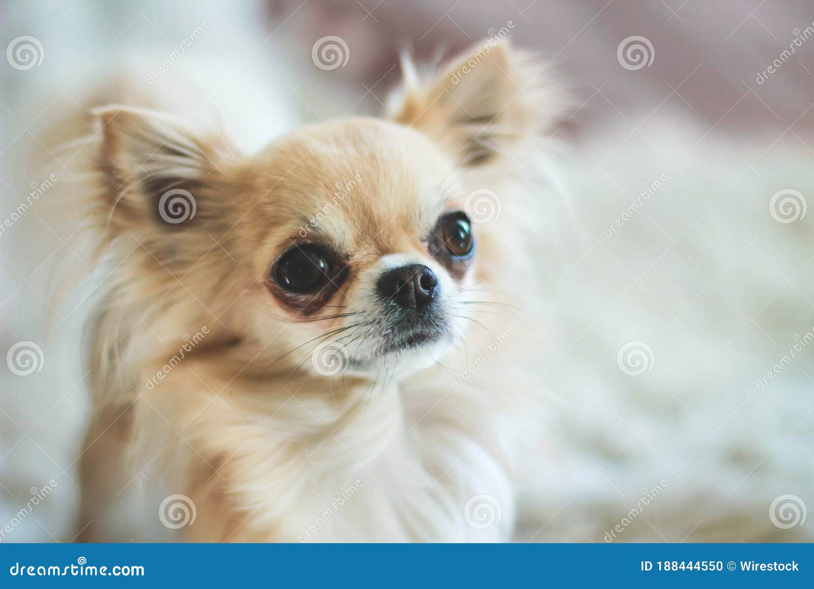 Closeup Of A Longhaired Chihuahua With Tear Stains