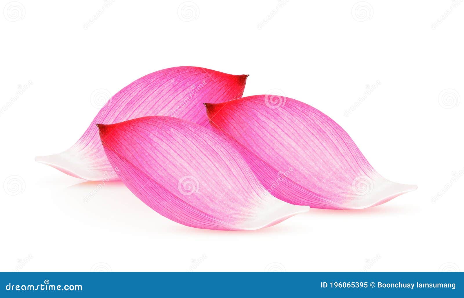 Closeup of Lotus Petal Isolated on White Stock Image Image of green