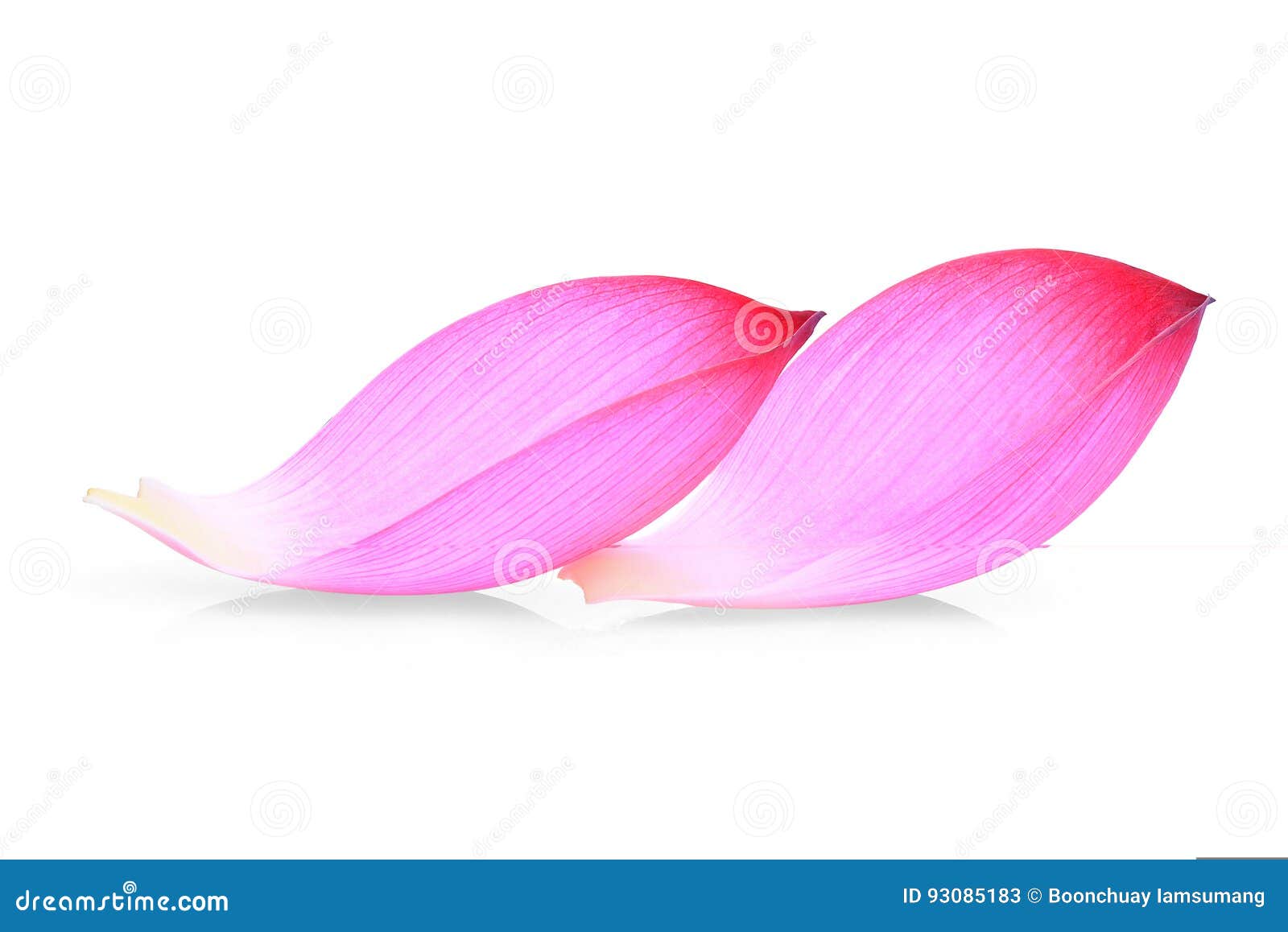 Closeup of Lotus Petal Isolated on White Stock Image Image of macro