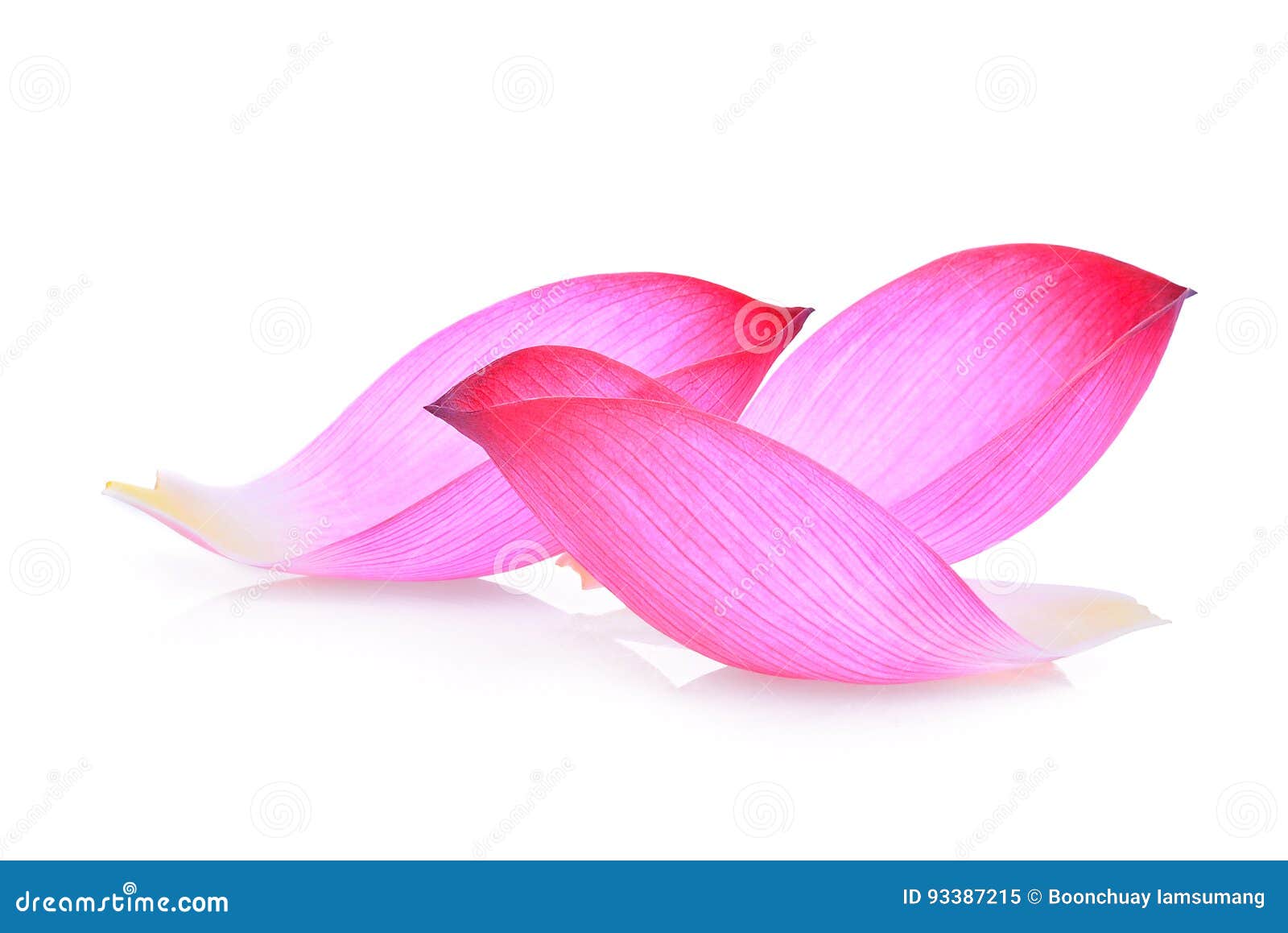 Closeup of Lotus Petal on White Stock Image Image of aquatic, macro