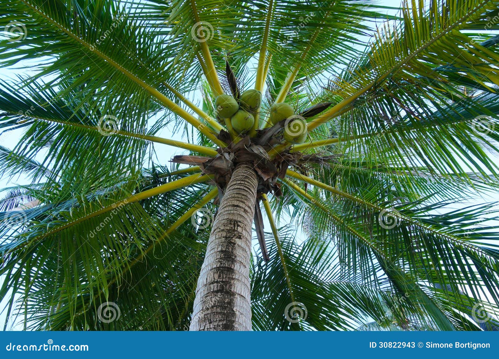 closeup of a lush palm