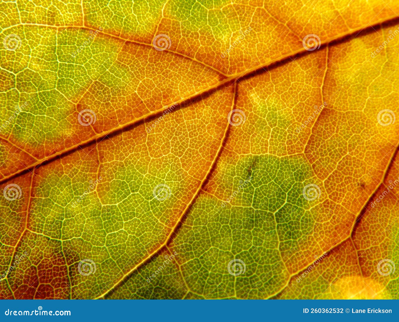 Closeup Macro Detail of Autumn Fall Colored Leaf with Veins Stock Photo ...