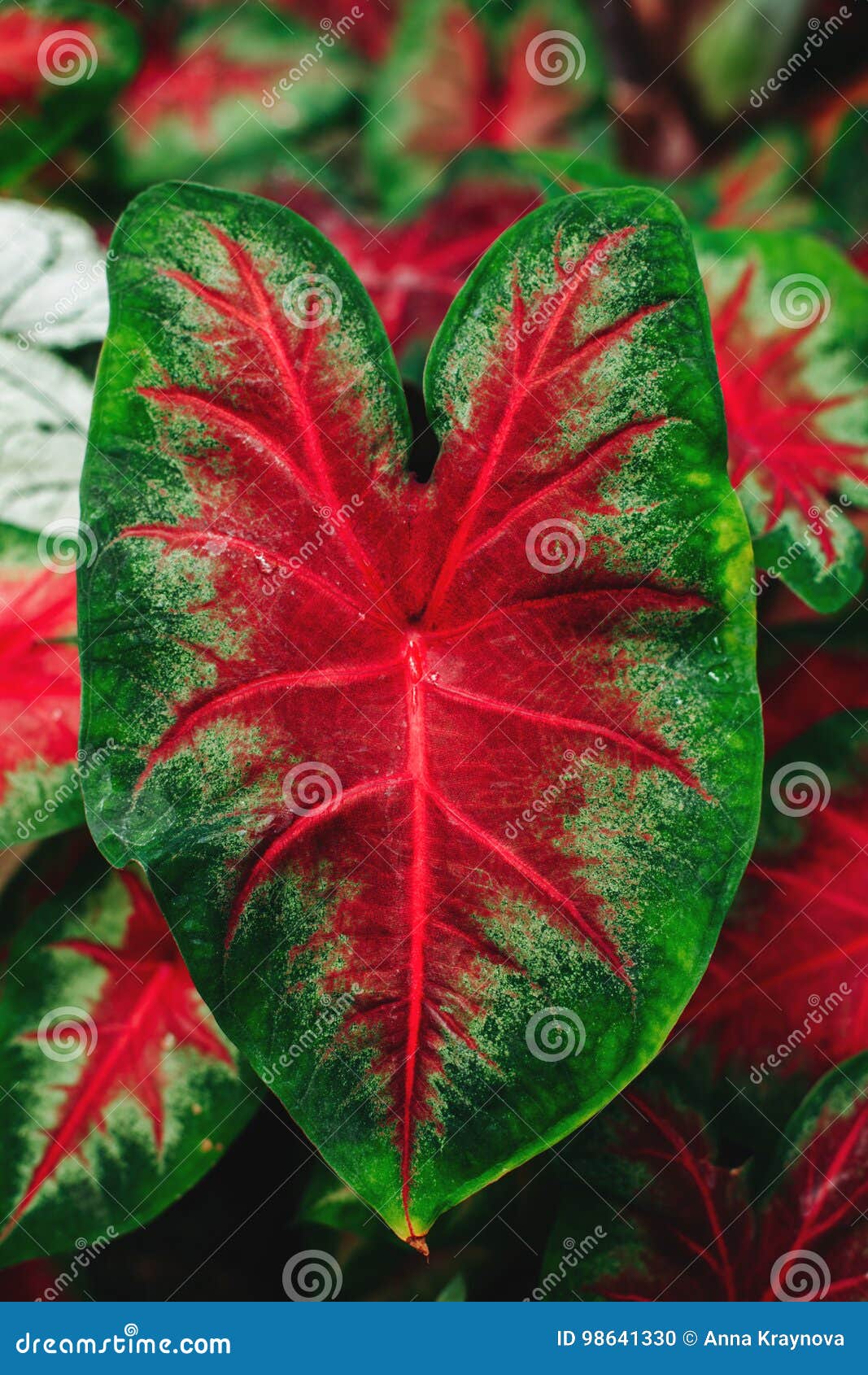 Macro of Heart Shaped Calladium Leaves with Drops of Water. Stock Photo ...